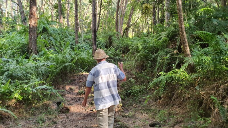 culture en agroforesterie