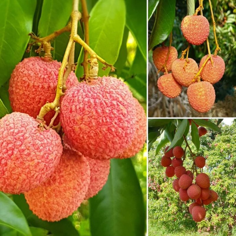 colis letchis de la réunion