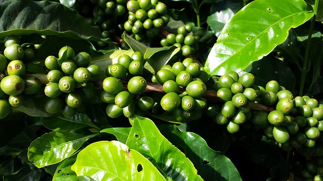 café bourbon pointu réunion