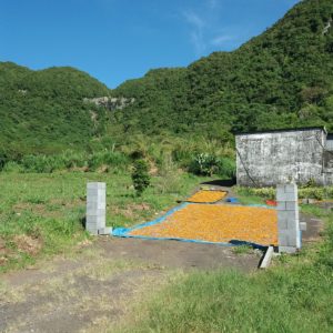 curcuma domaine de picasso