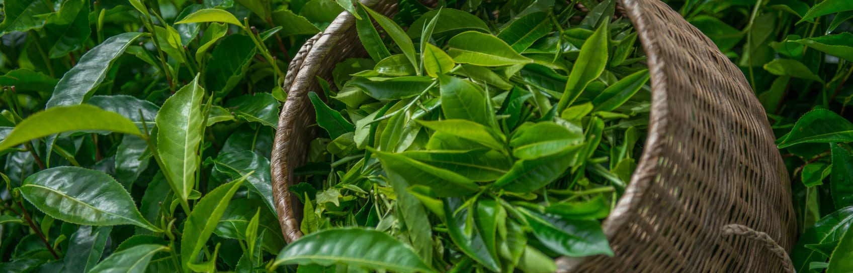 Or Blanc Pailleté de Guyane 32° 20cL 23 carats - Exceptions d'Ailleurs