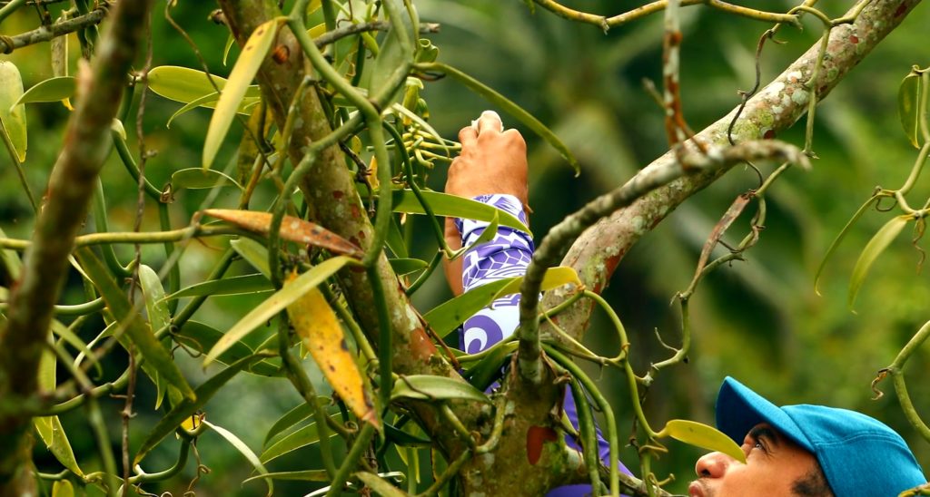 pollinisation de la vanille par Francky