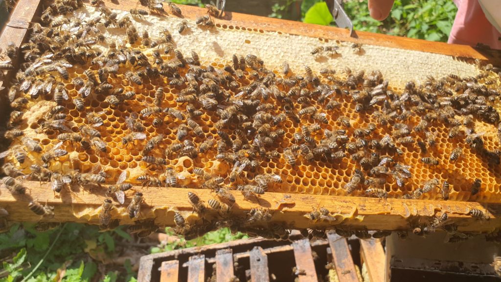 cadre avec les abeilles