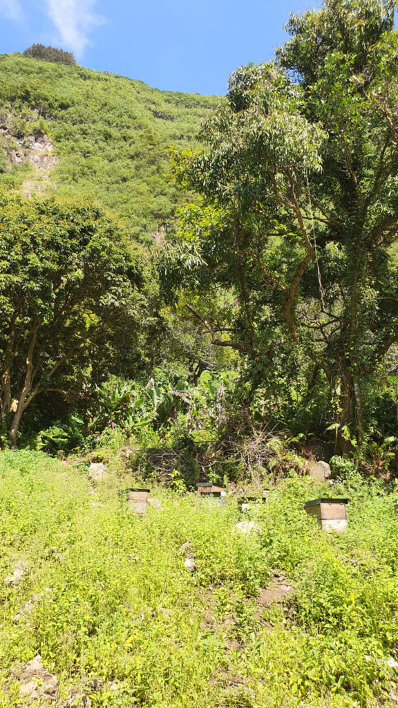 ruches dans la nature sauvage