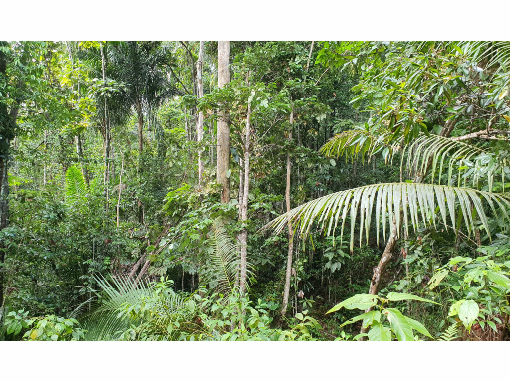 agroforesterie vanille terroir