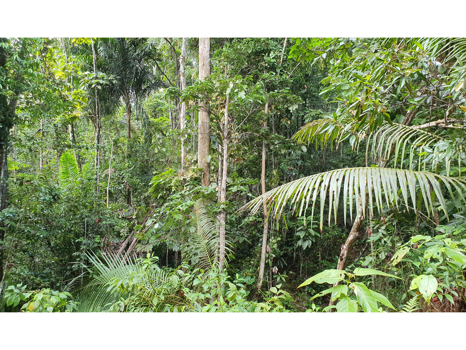 agroforesterie vanille terroir