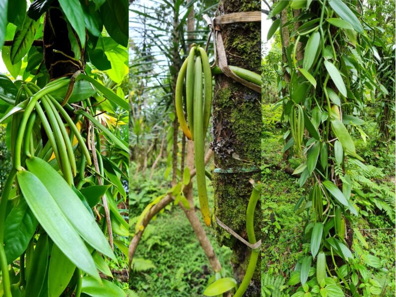 vanille terroir de bois blanc île de la réunion