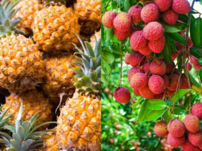 ananas victoria et letchis de la réunion